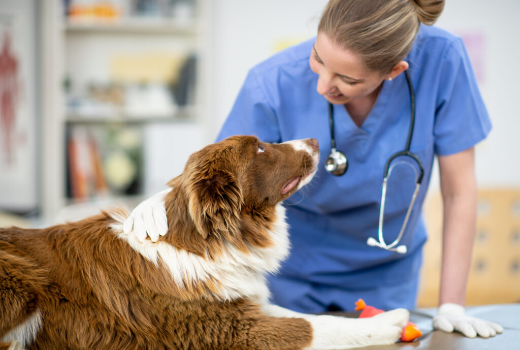 A female veterinarian is at her office and her first patient is a cute brown/white dog..