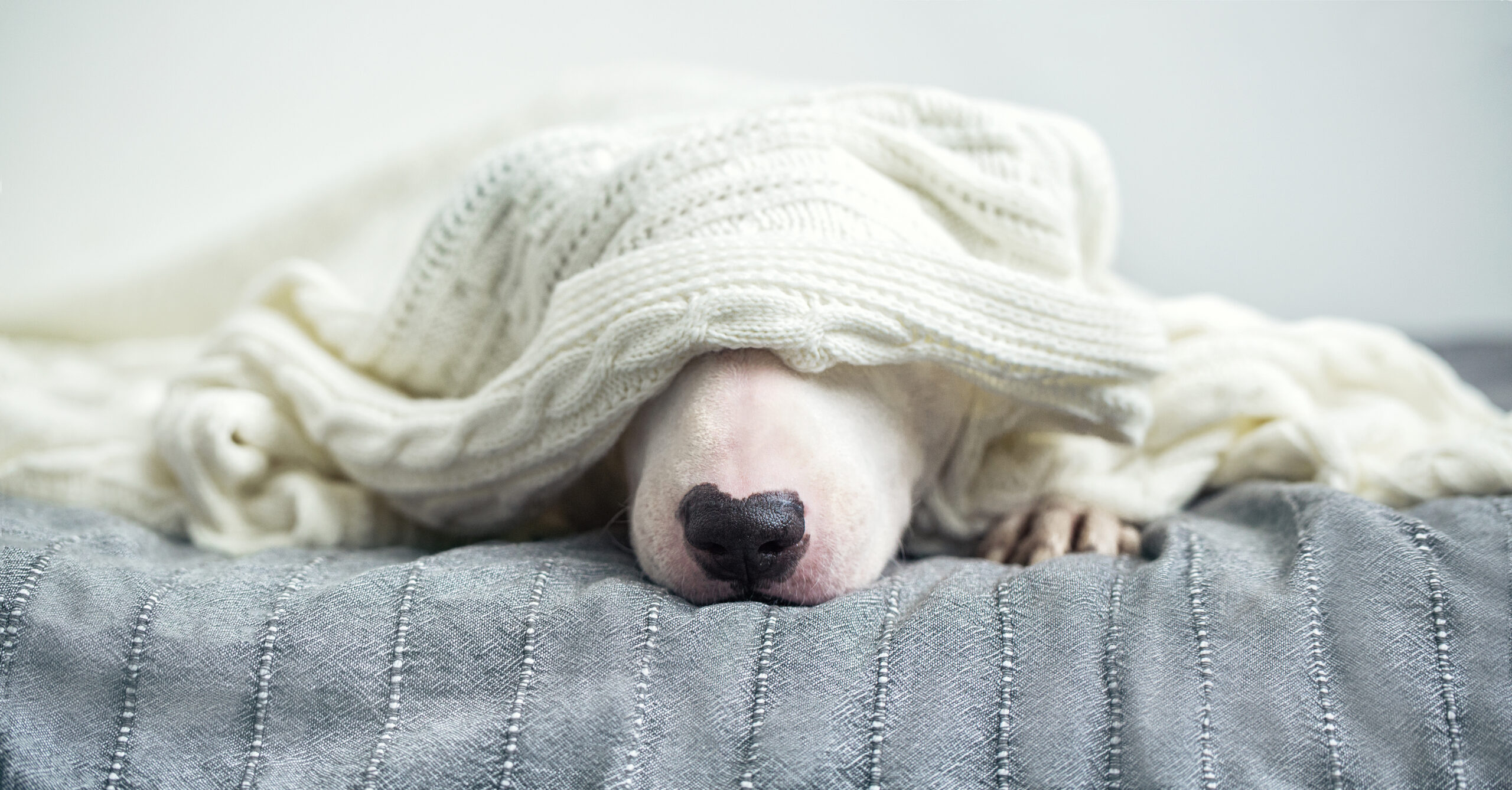 A cute tender white English bull terrier is sleeping on a bed under a white knitted blanket.