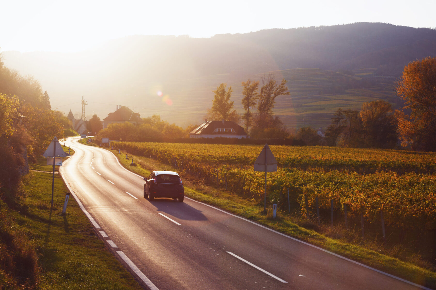 image shows a car driving through vineyards
