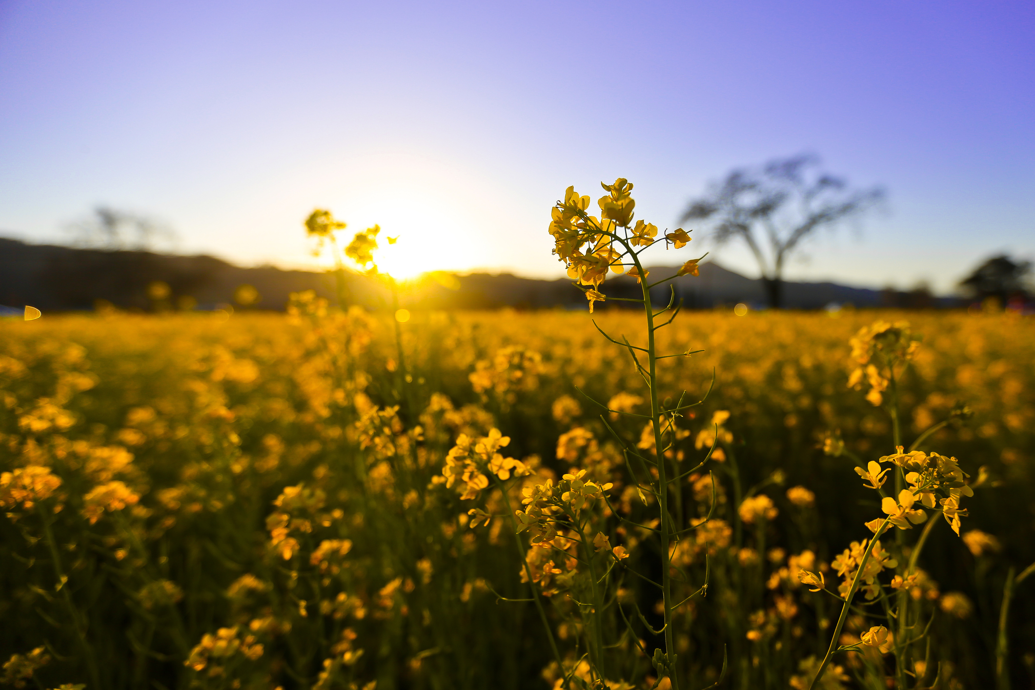 image shows a field of mustard flowers with the sun shining in the background