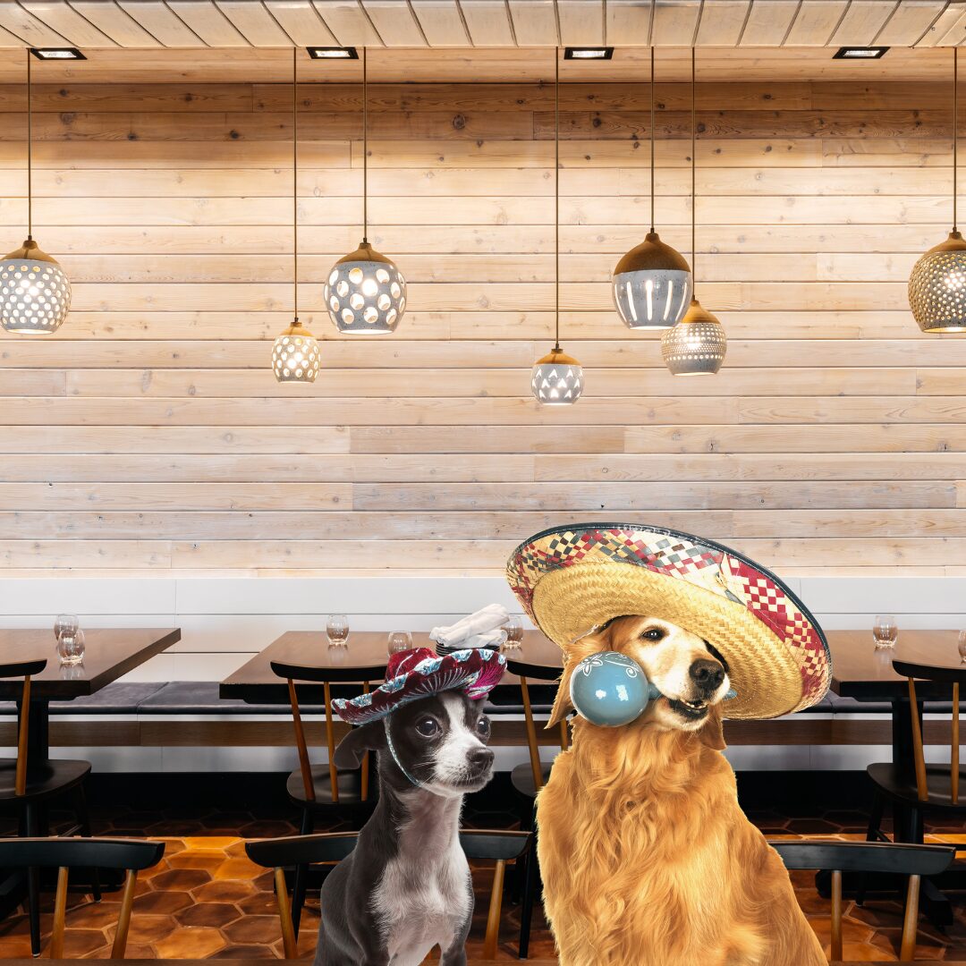 two dogs wearing sombreros in a restaurant